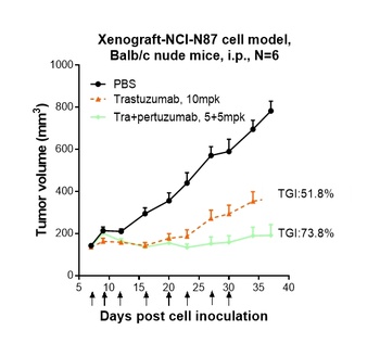 ERBB2/HER2/CD340 Antibody