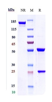 ERBB2/HER2/CD340 Antibody