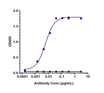 ERBB2/HER2/CD340 Antibody
