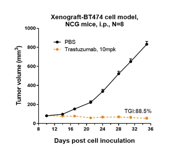 ERBB2/HER2/CD340 Antibody