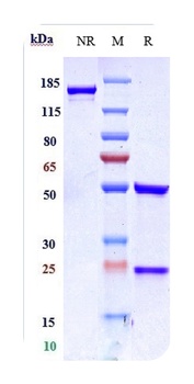 ERBB2/HER2/CD340 Antibody