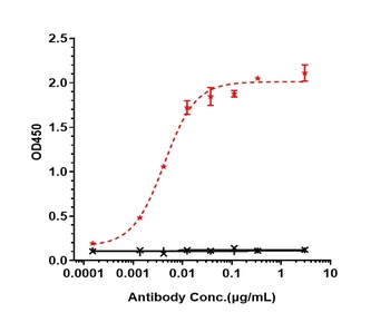 ERBB2/HER2/CD340 Antibody