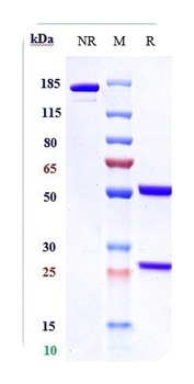 GPC3/Glypican-3 Antibody