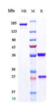 FOLR1/FRA Antibody