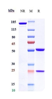 FOLR1/FRA Antibody