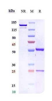 FGFR2/CD332 Antibody