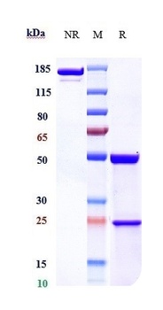 FcRn (FCGRT & B2M) Antibody