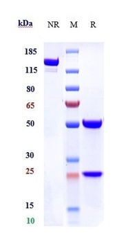 EphA2 Reference Antibody