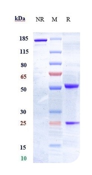 EphA2 Antibody