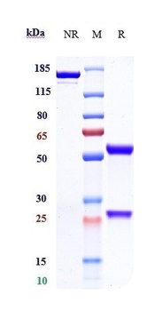 ERBB1/EGFR/HER1 Antibody