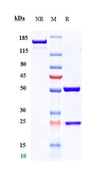 TNFRSF10B/TRAILR2/CD262 Antibody