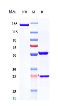 CXCR4/CD184 Antibody