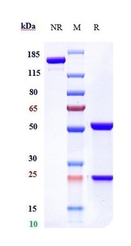CX3CL1/Fractalkine Antibody