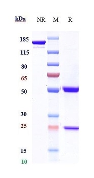 CTLA-4/CD152 Antibody