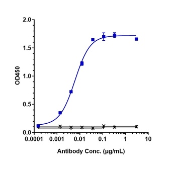 CCN2/CTGF Antibody