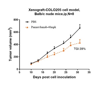 CCN2/CTGF Antibody