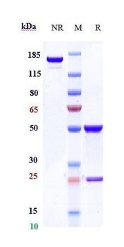 HGFR/c-Met Antibody