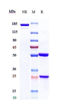 HGFR/c-Met Antibody