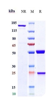 HGFR/c-Met Antibody