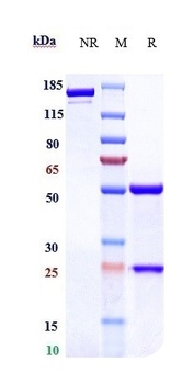 TNFSF7/CD27L/CD70 Antibody