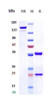 CD7 Reference Antibody