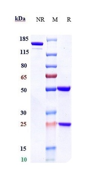 CD38 Antibody