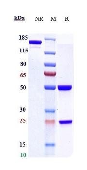 TNFRSF7/CD27 Antibody