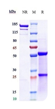 IGF1-R/IGFR1/CD221 Antibody