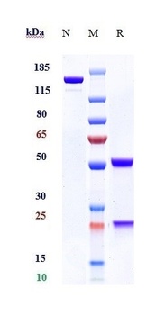 CD20 Antibody