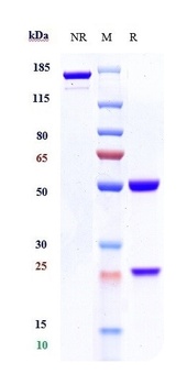 CD19 Antibody