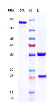 CD19 Antibody