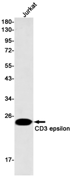 CD3 epsilon Rabbit mAb Antibody