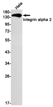 Integrin alpha 2 Rabbit mAb Antibody