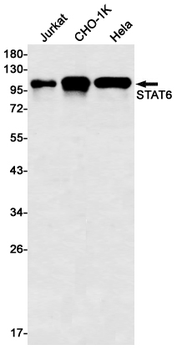 STAT6 Rabbit mAb Antibody