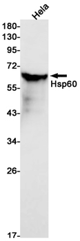 Hsp60 Rabbit mAb Antibody