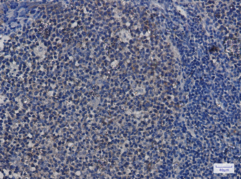 Hsp90 alpha/beta Rabbit mAb Antibody