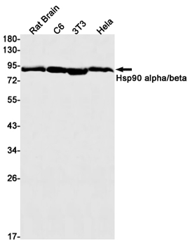 Hsp90 alpha/beta Rabbit mAb Antibody