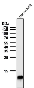 Histone H4 Rabbit Monoclonal Antibody