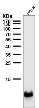 Histone H4 Rabbit Monoclonal Antibody