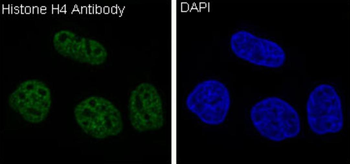 Histone H4 Rabbit Monoclonal Antibody