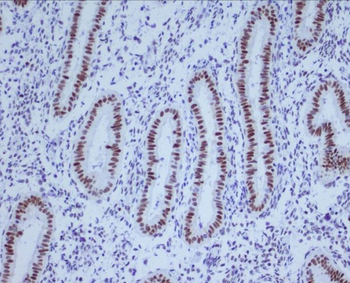 Histone H4 Rabbit Monoclonal Antibody