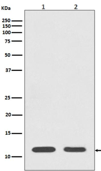 Histone H4 Rabbit Monoclonal Antibody