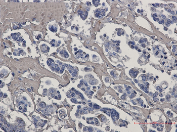 Caspase 7 Rabbit mAb Antibody