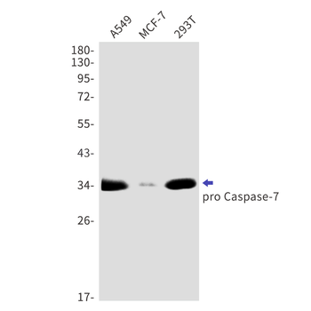 Caspase 7 Rabbit mAb Antibody