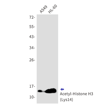 Acetyl-Histone H3 (Lys14) Rabbit mAb Antibody