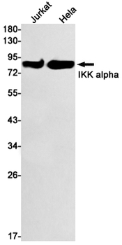 IKK alpha Rabbit mAb Antibody