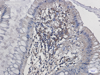 Iba1 Rabbit mAb Antibody
