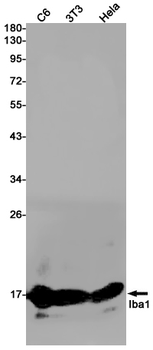 Iba1 Rabbit mAb Antibody