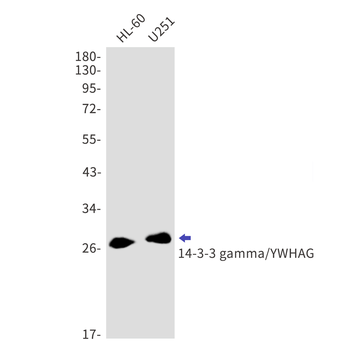 14 3 3 gamma Rabbit mAb Antibody