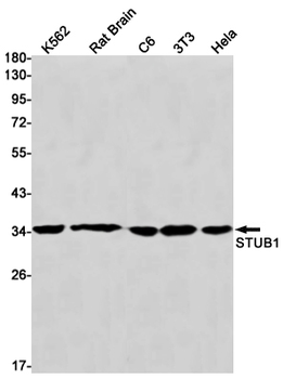 STUB1 Rabbit mAb Antibody